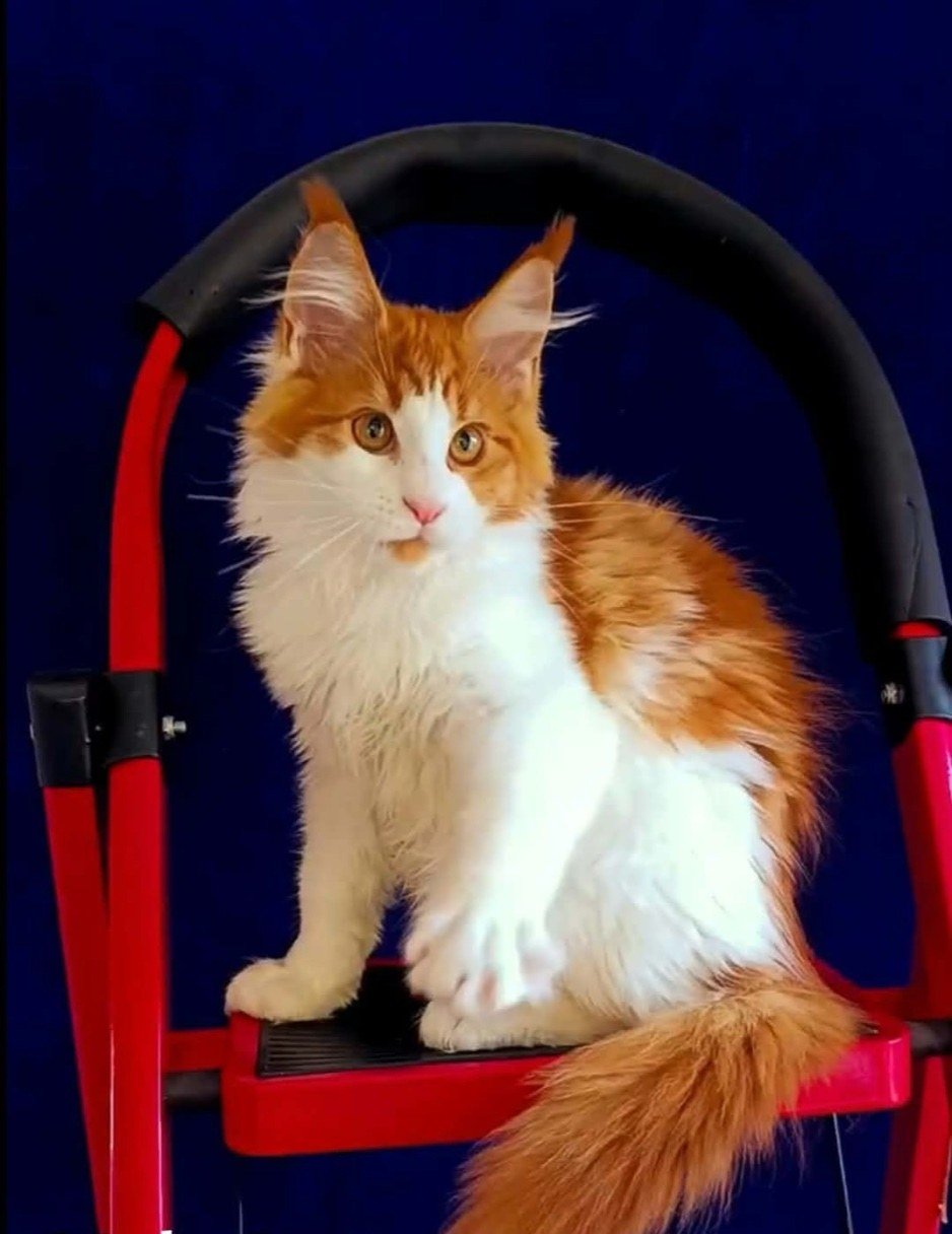 Maine Coon kitten, red and white boy