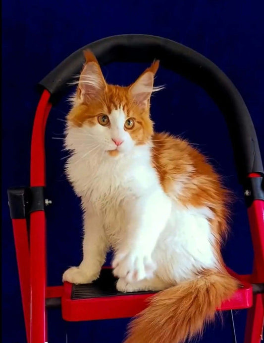 Maine Coon kitten, red and white boy