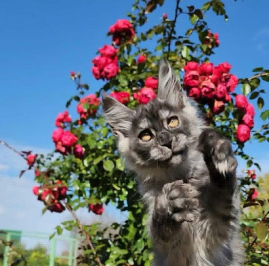 Maine Coon kitten, dark smoke boy