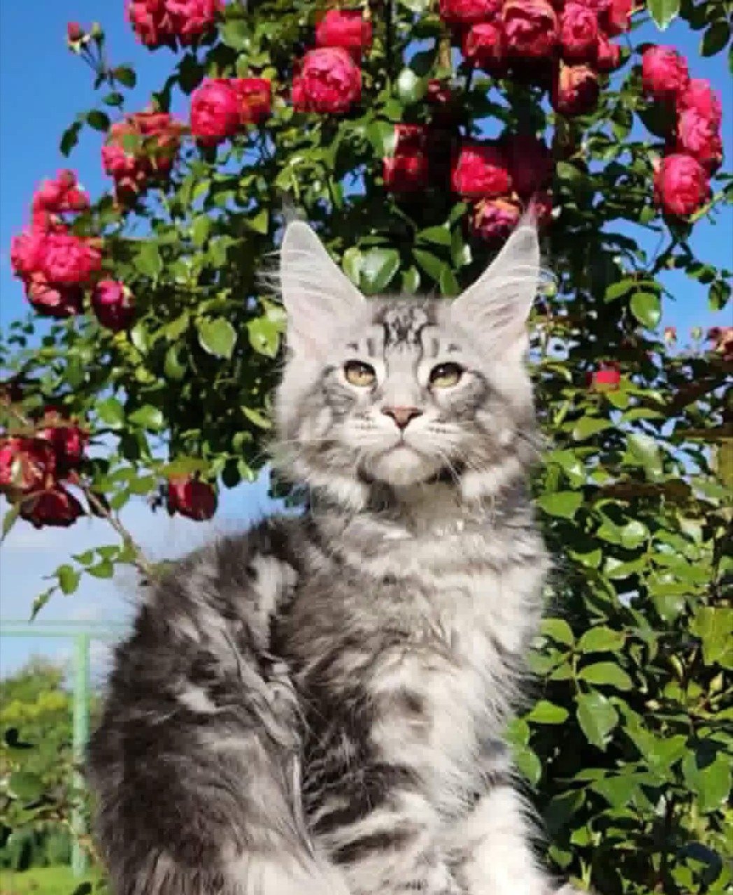 Maine Coon kitten, black silver tabby boy