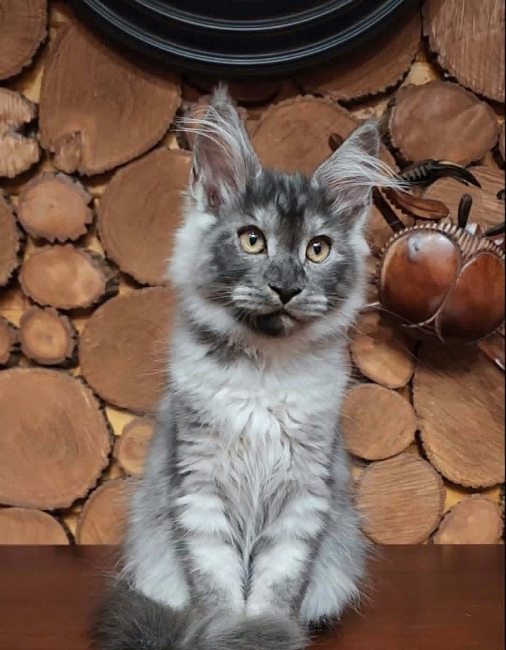 Maine Coon kitten, blue silver boy