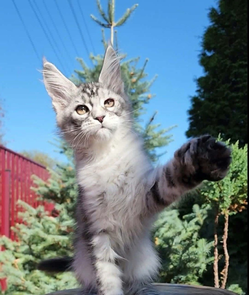 Maine Coon kitten, silver polydactyl girl