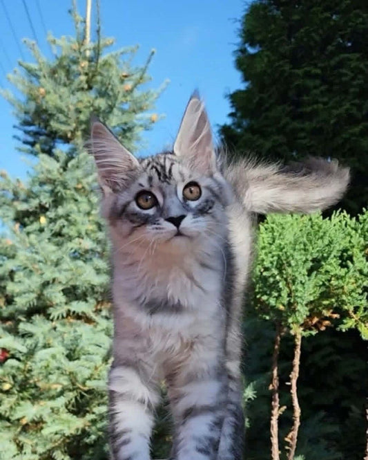 Maine Coon kitten, silver tabby girl