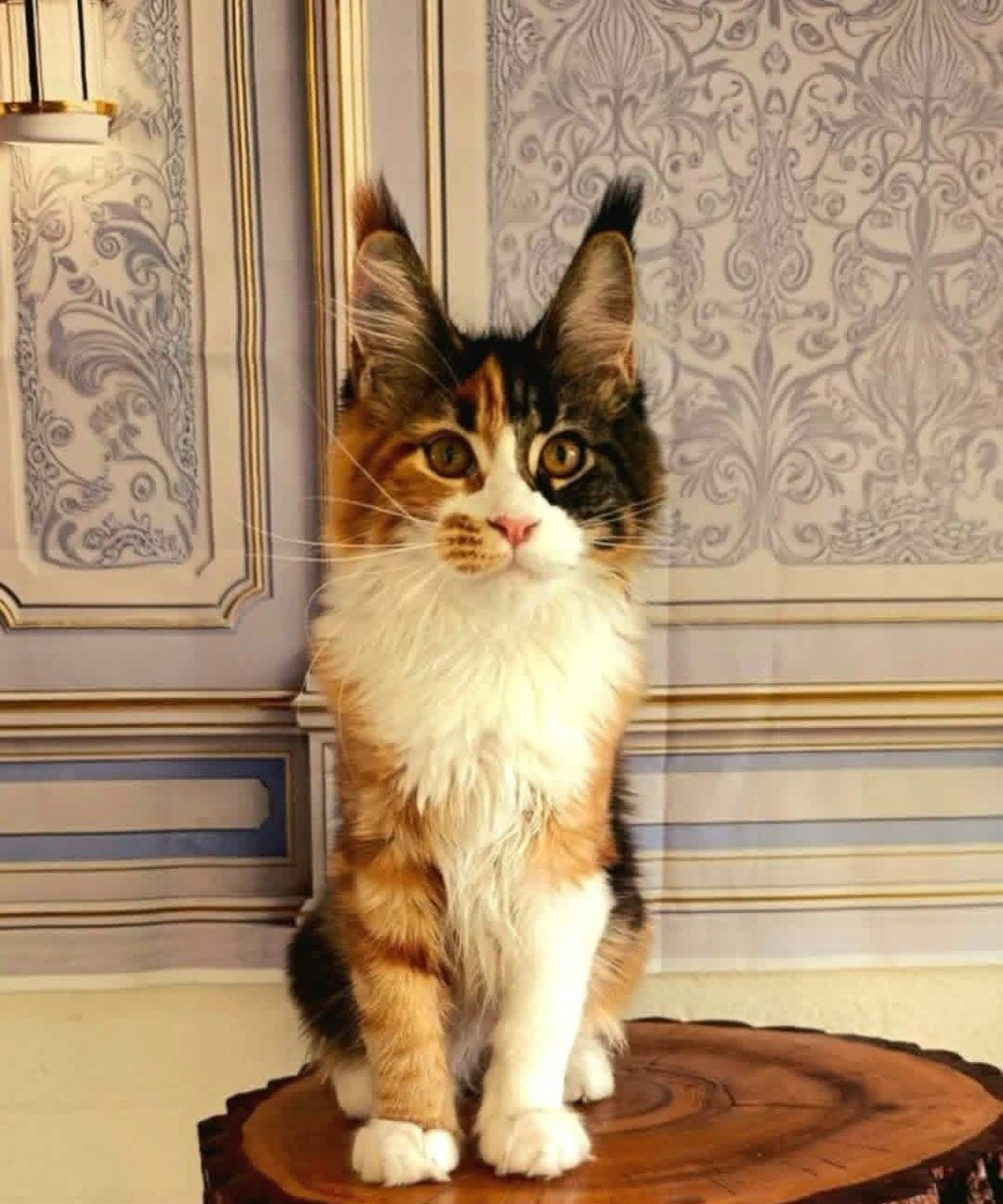 Maine Coon kitten, tortie and white girl