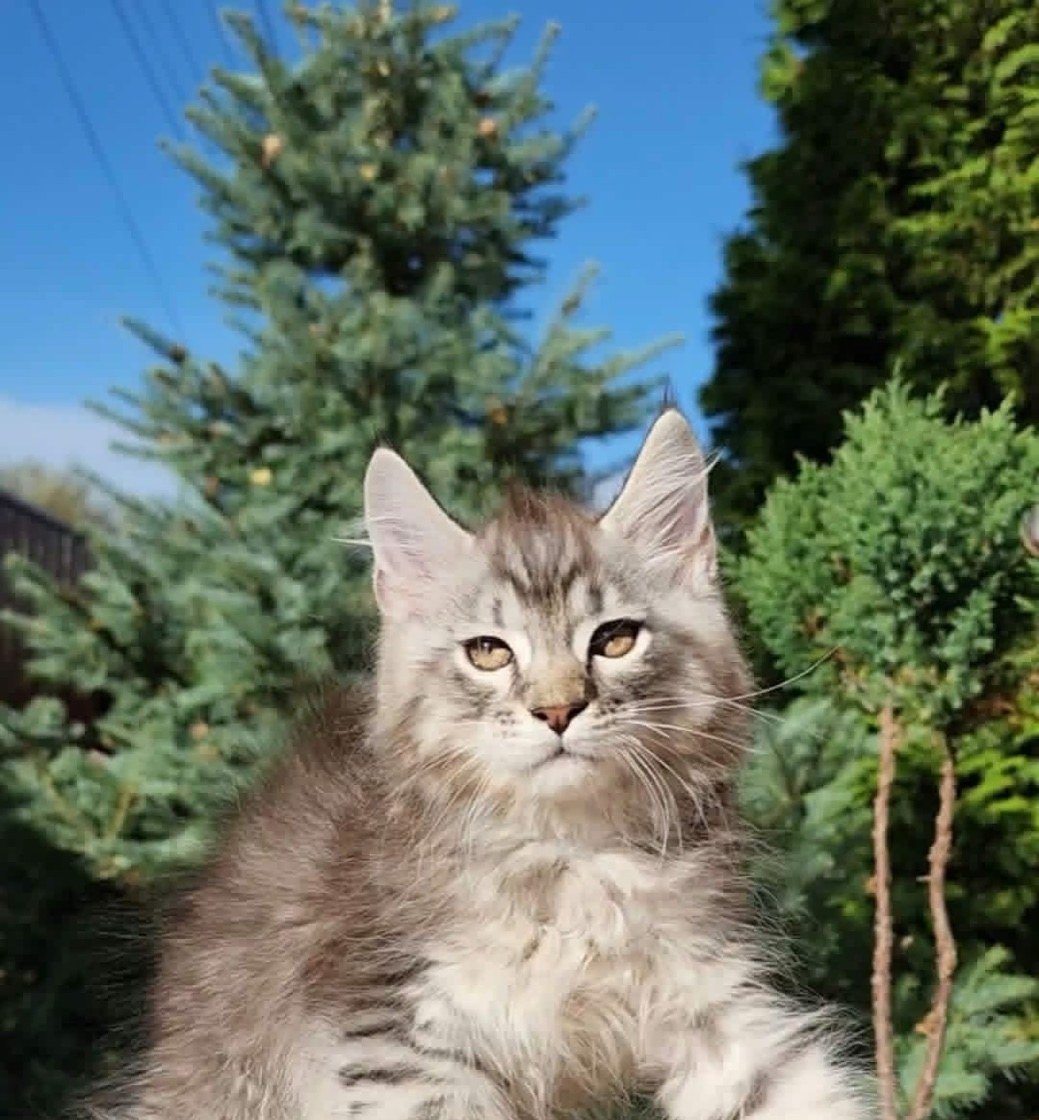 Maine Coon kitten, young silver tabby boy