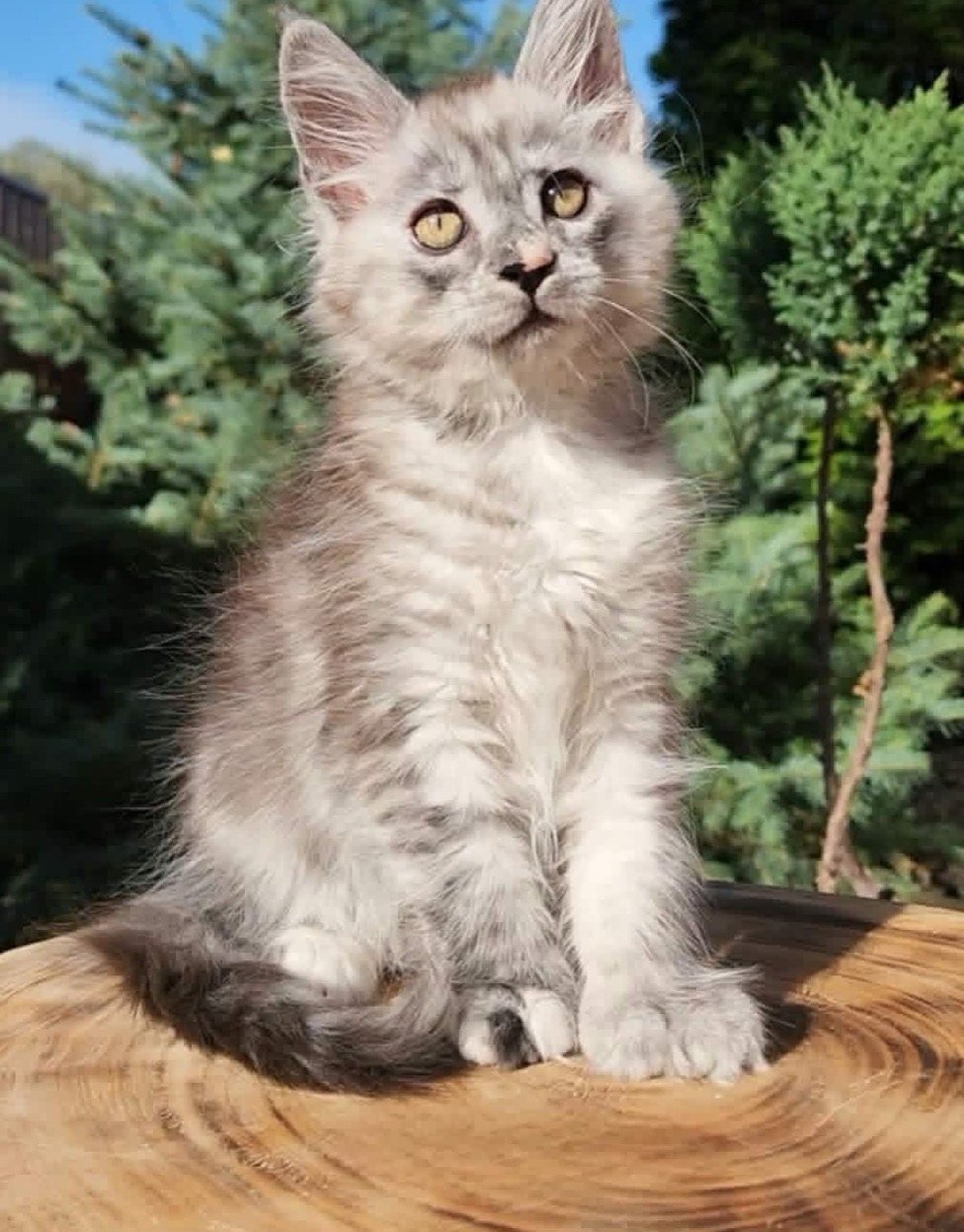 Maine Coon kitten, polydactyl silver girl