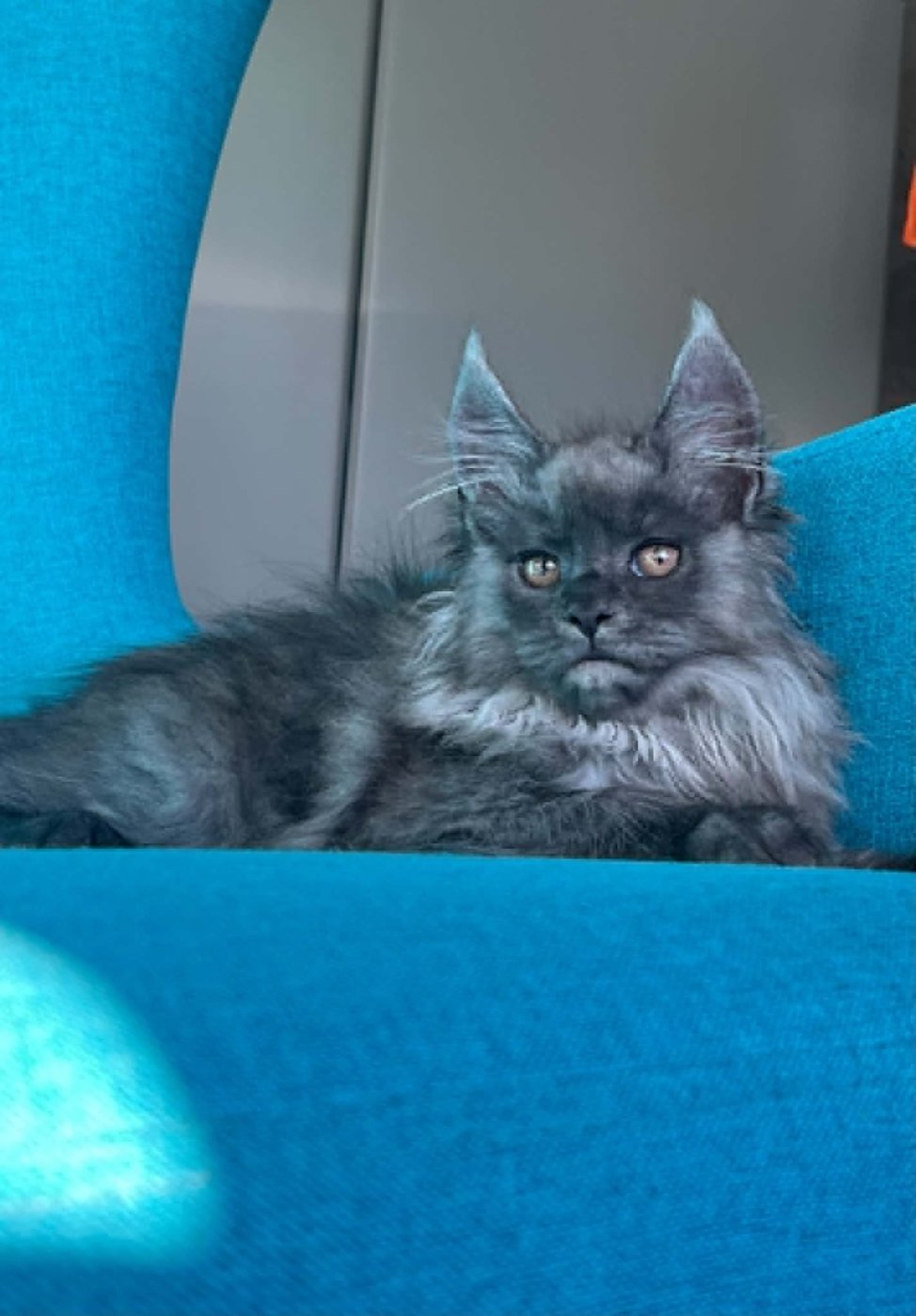 Maine Coon kitten, blue smoke girl