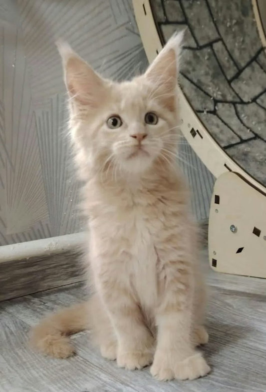 Maine Coon kittens available from our partner breeder