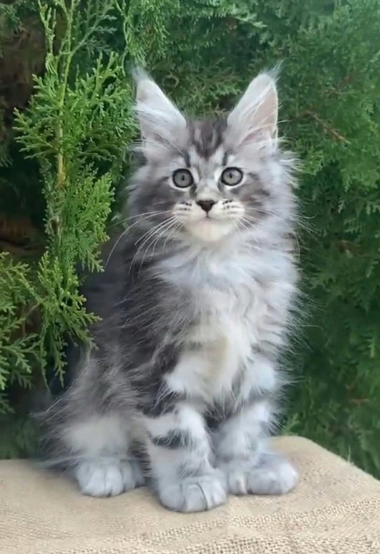 Maine Coon kittens available from our partner breeder