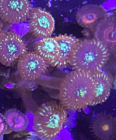Magician zoanthid coral