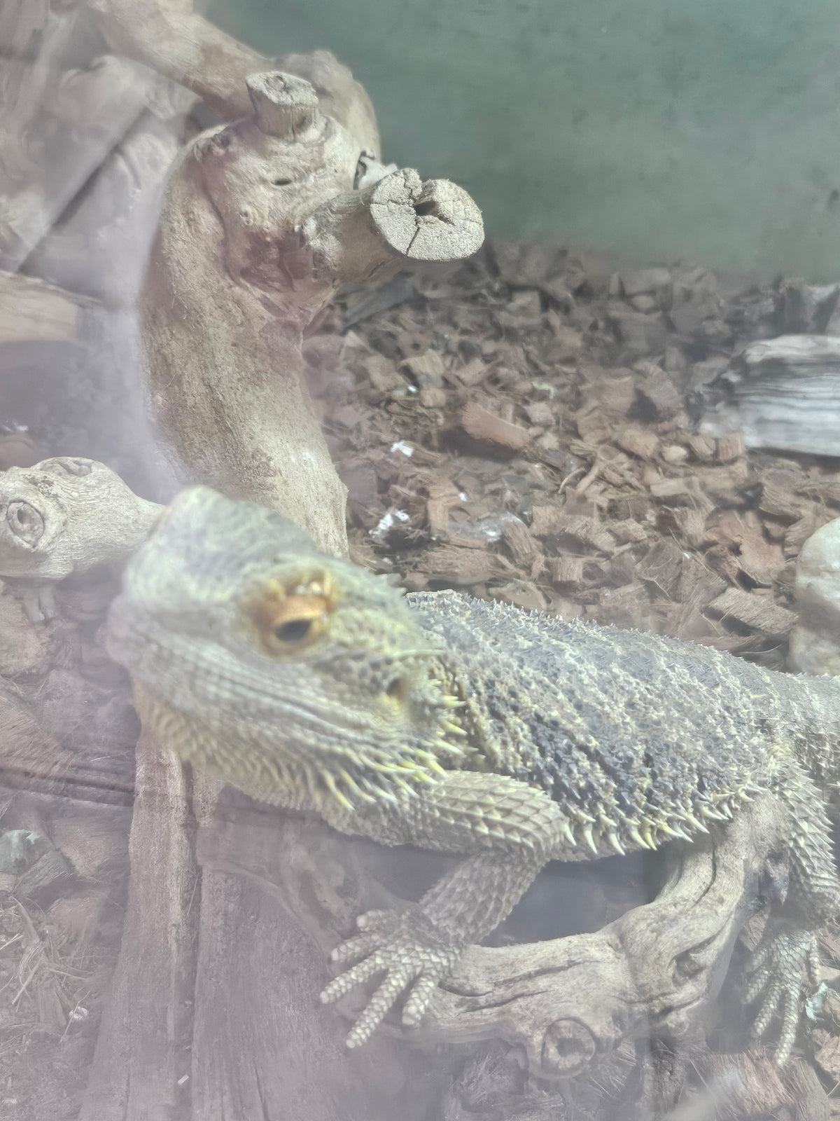 male bearded dragon