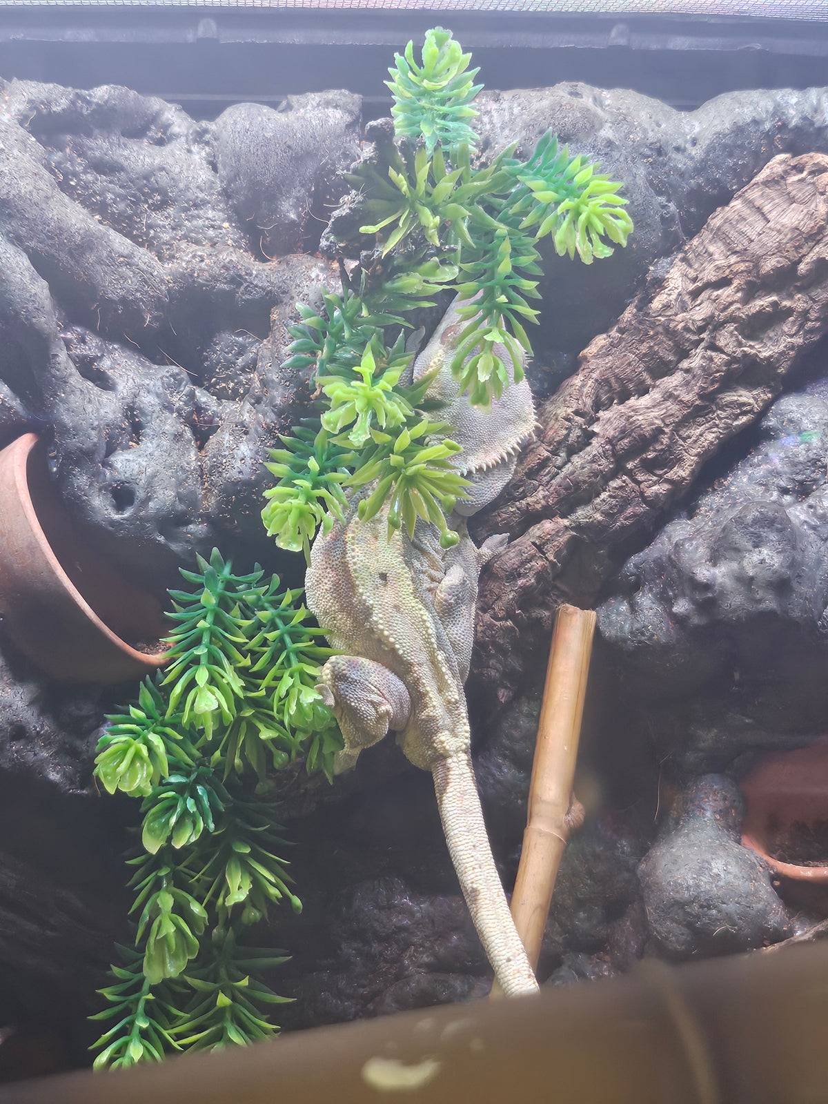 male lily white crested geko