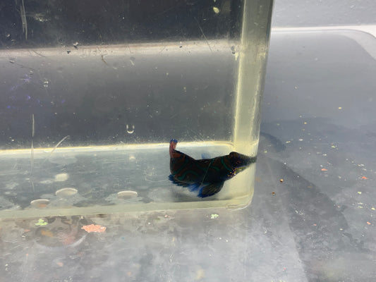 mandarin goby