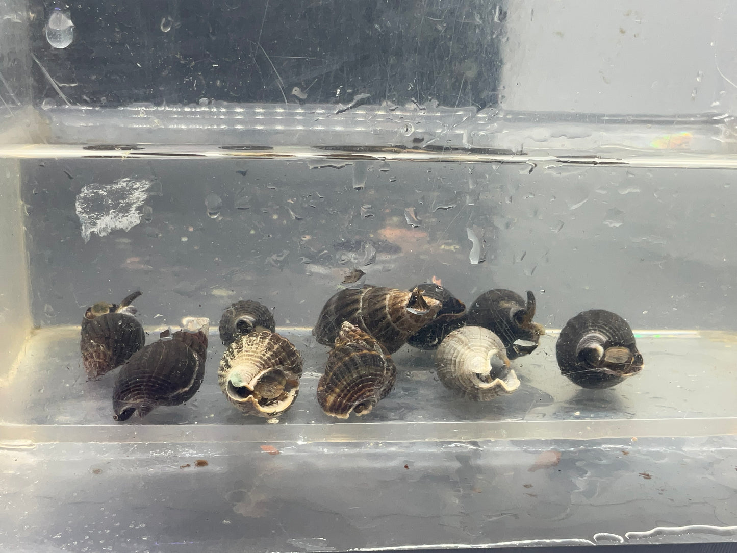nassarius snails