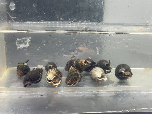 nassarius snails