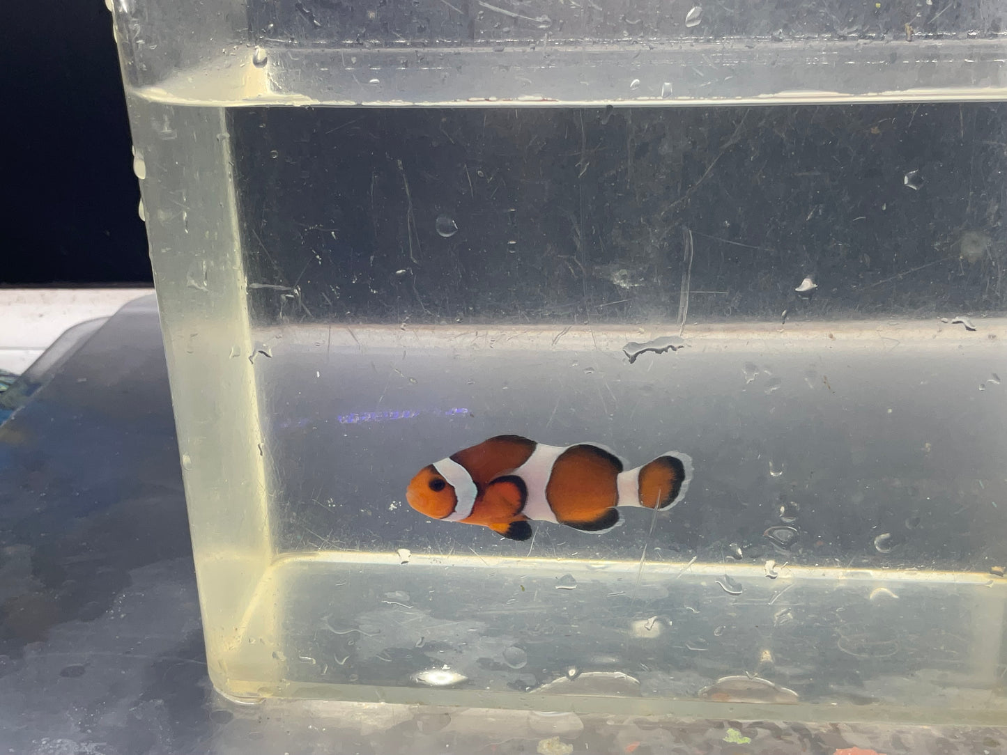 ocellaris clown