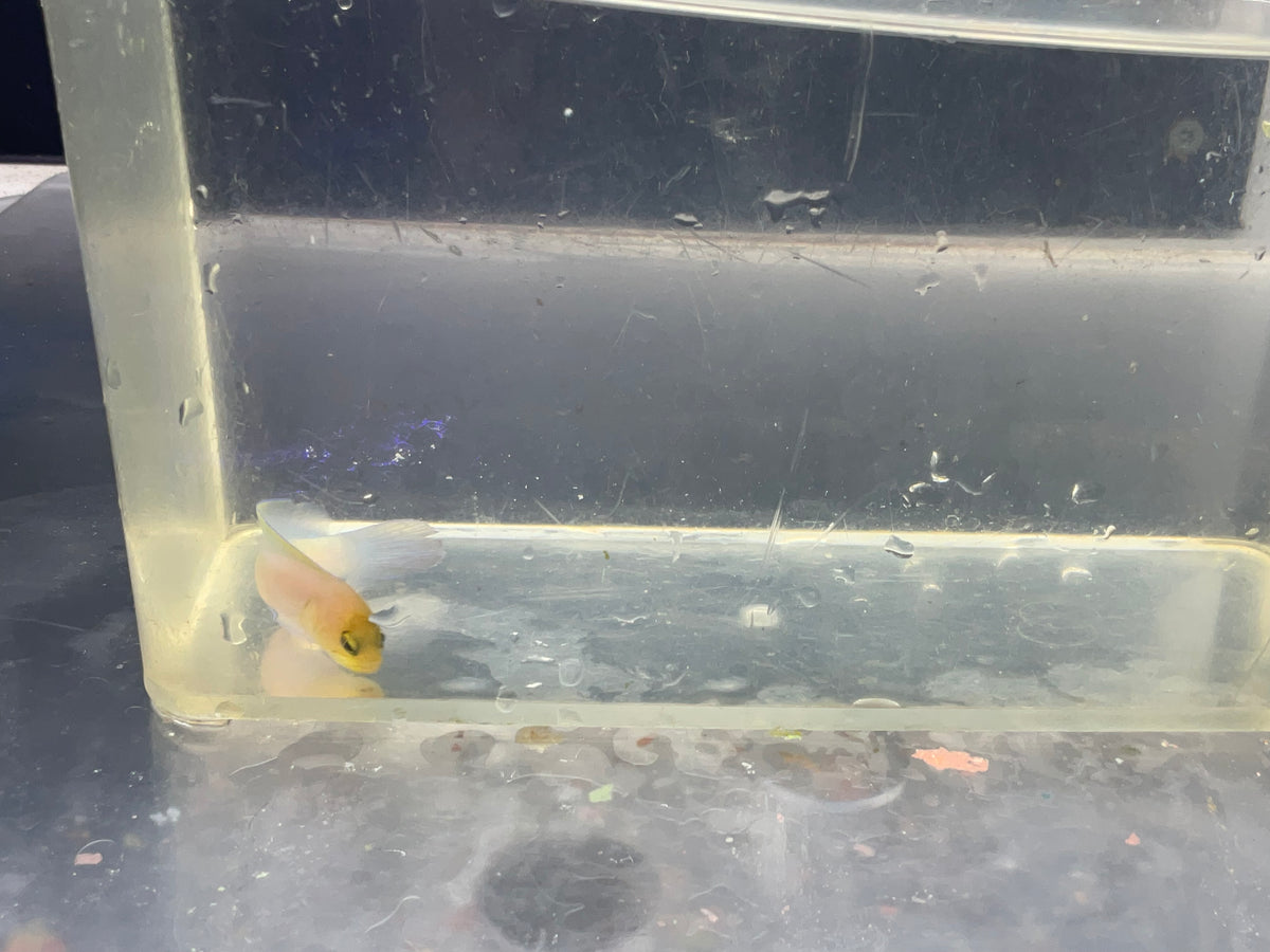 pearly jaw fish