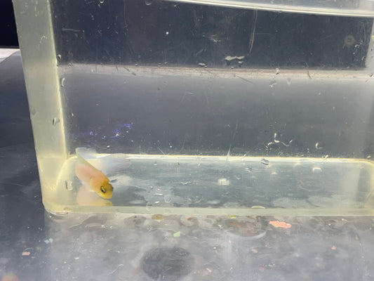 pearly jaw fish