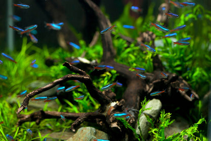 Clean planted aquarium