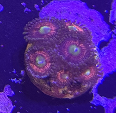 Pink Hippo zoanthid coral