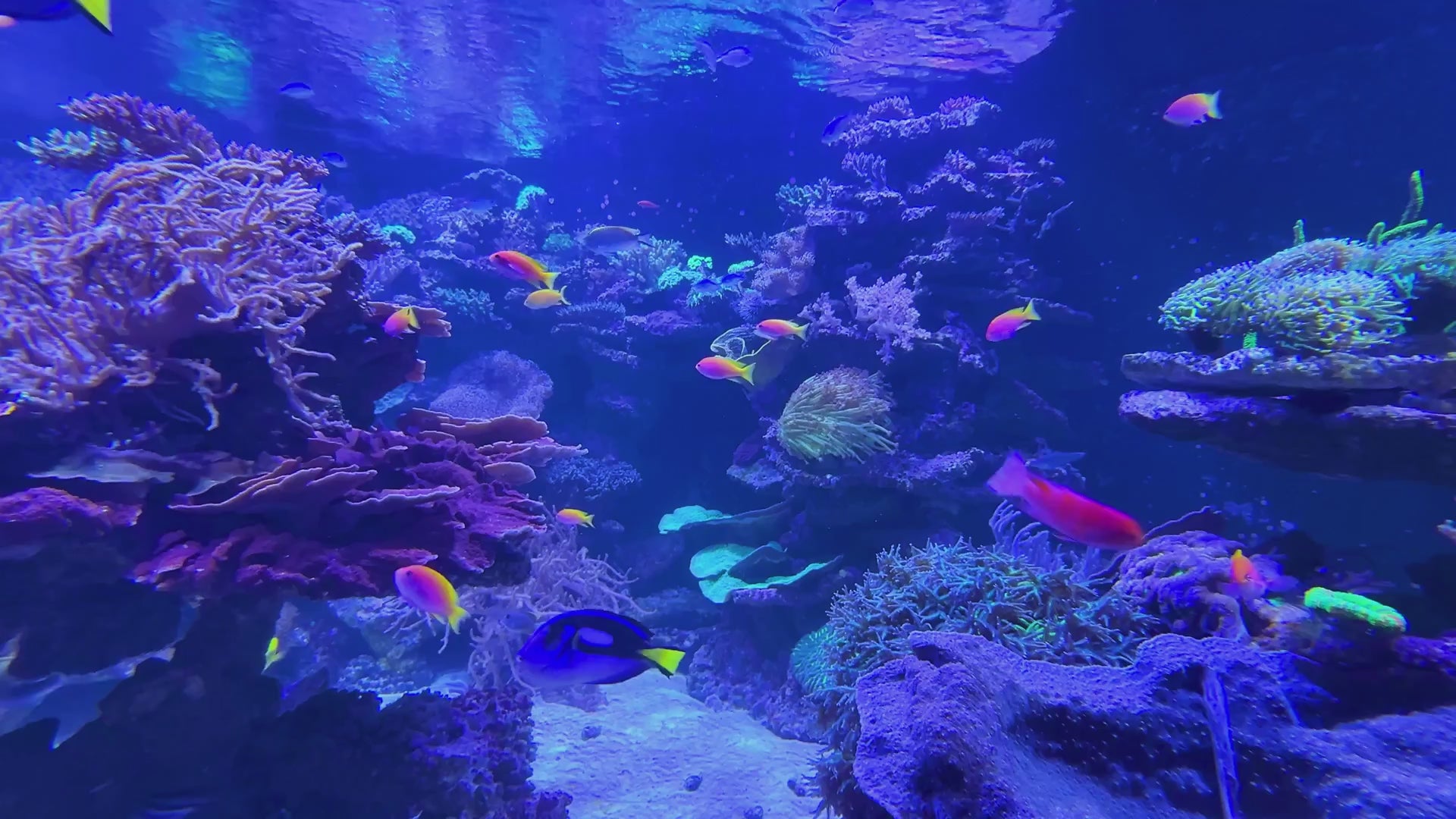 Reef aquarium with tropical fish and corals
