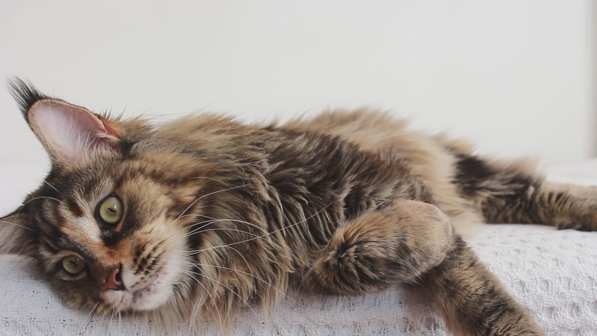 Maine Coon kitten relaxing