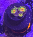 Rasta zoanthid coral