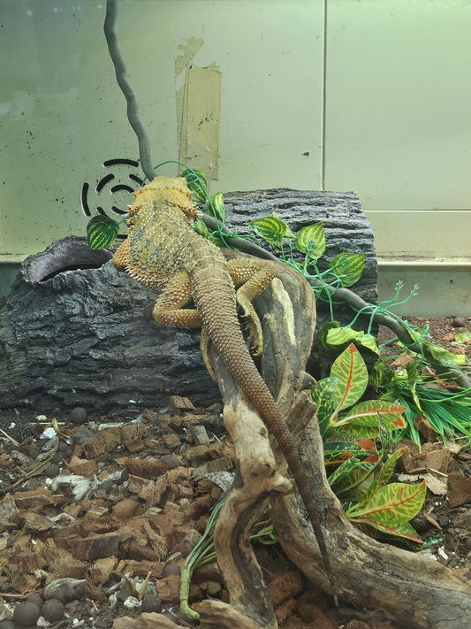 red bearded dragon