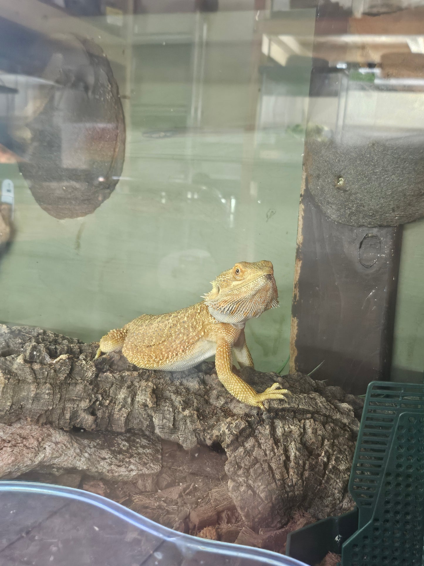 red beardie female
