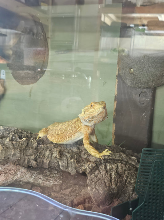 red beardie female