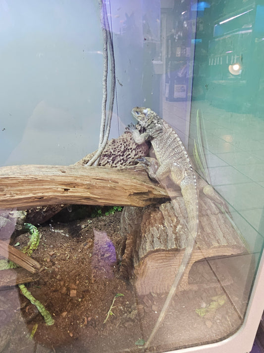 rhino iguana female "pistachio"