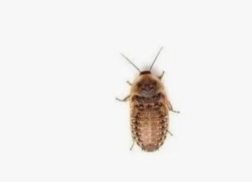 Representative photo of Live Dubia Roaches