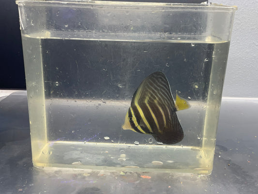 sailfin tang