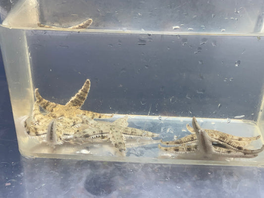 Sand Star