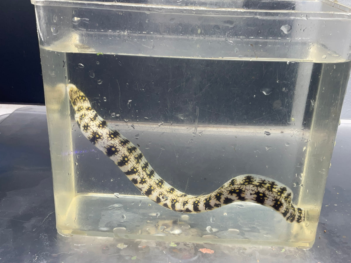 snow flake moray eel