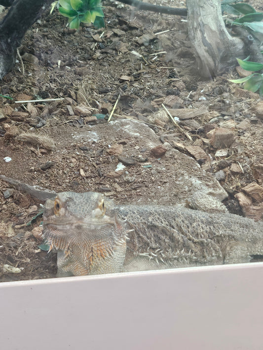 standard beardie proven female