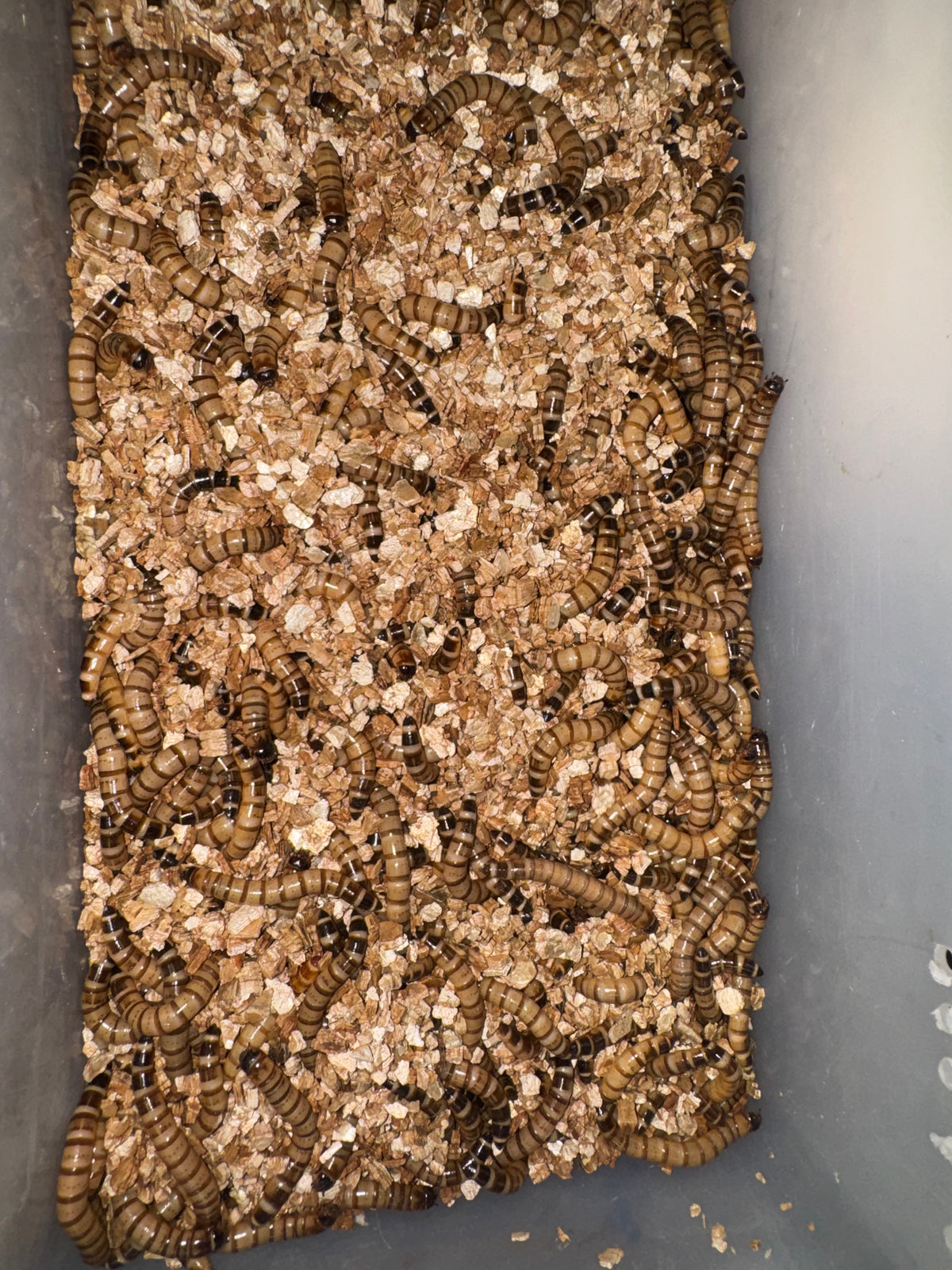 Superworms feeder insects