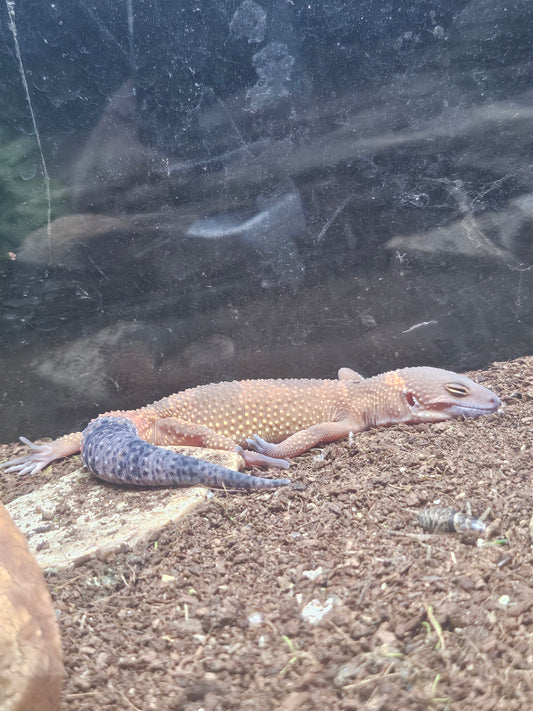 tangerine leopard geko