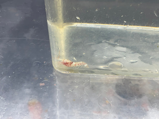 springeri damsel