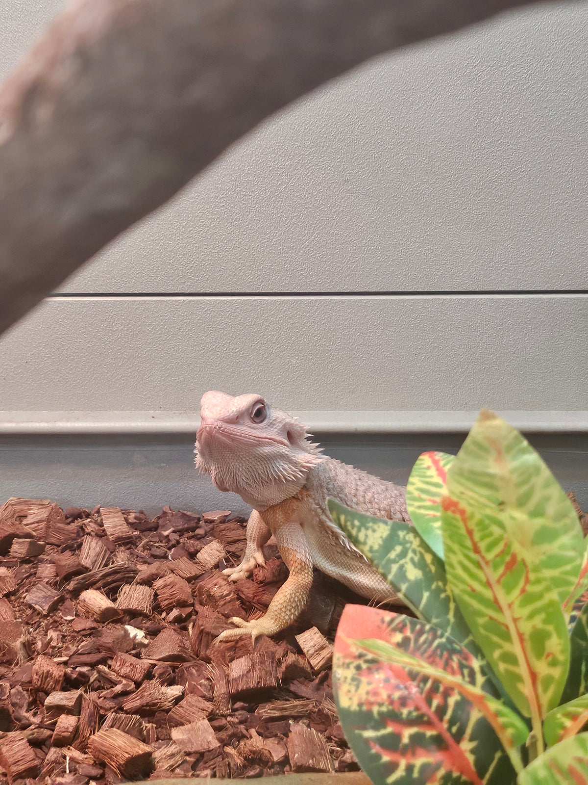 trans hypo red beardie female