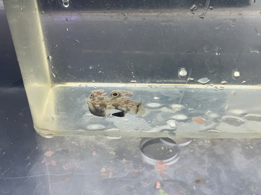 twinspot goby