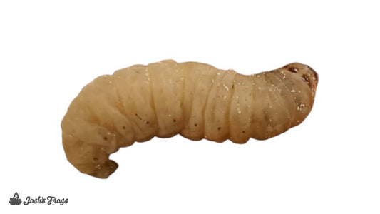 Representative photo of Live Waxworms